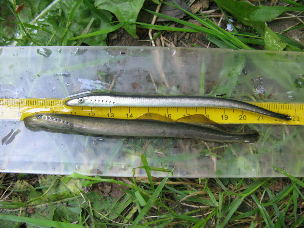 Western Brook Lamprey