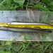 Western Brook Lamprey - Photo (c) richardbeamish, some rights reserved (CC BY-NC)