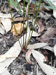 Tripterococcus brunonis