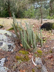 Pleopeltis lepidopteris