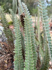 Pleopeltis lepidopteris