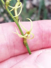 Tripterococcus brunonis