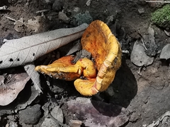 Hypomyces