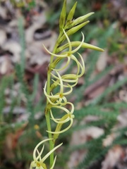 Tripterococcus brunonis