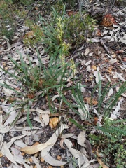 Tripterococcus brunonis