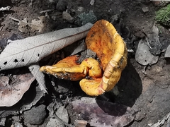 Hypomyces