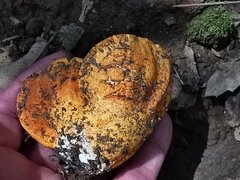 Hypomyces