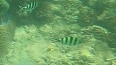 Abudefduf sexfasciatus