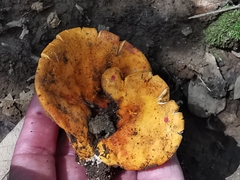 Hypomyces