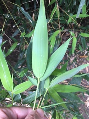 Takecallis arundinariae