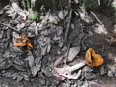 Hypomyces