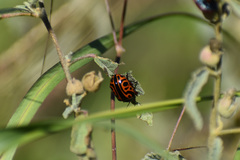 Calligrapha serpentina