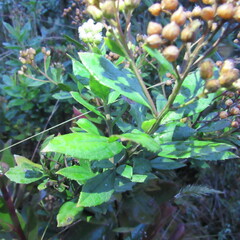 Baccharis prunifolia