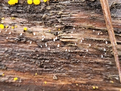 Propolis farinosa