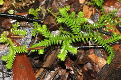 Selaginella brisbanensis