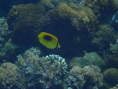 Chaetodon speculum