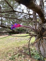 Tillandsia aeranthos