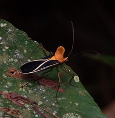 Sundarus