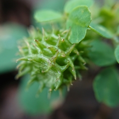 Medicago polymorpha