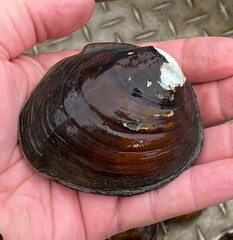 Reginaia ebenus
