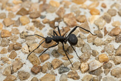 Polyrhachis armata