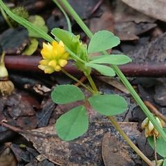 Medicago polymorpha