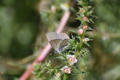 Hemiargus ceraunus astenidas