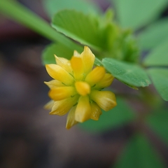 Medicago polymorpha