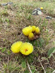 Parodia ottonis