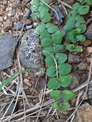Andrographis serpyllifolia