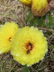 Parodia ottonis