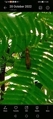 Diptera