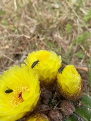 Parodia ottonis