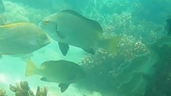Plectorhinchus unicolor