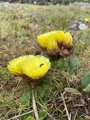 Parodia ottonis