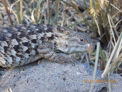 Sceloporus spinosus