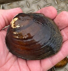 Reginaia ebenus