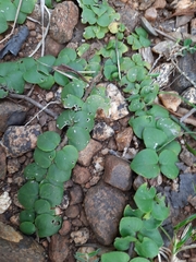 Andrographis serpyllifolia