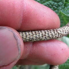 Piper artanthe