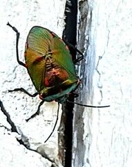 Acanthosoma labiduroides
