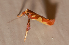 Caloptilia xanthopharella