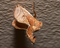 Anaxidia lozogramma