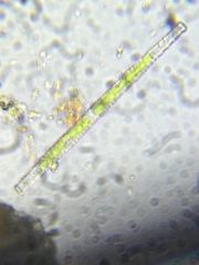 Gonatozygon brebissonii