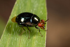 Celyphidae