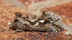 Chrysodeixis argentifera