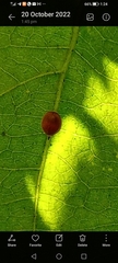 Coleoptera