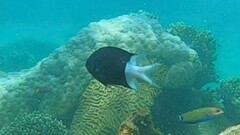 Acanthochromis polyacanthus