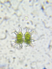 Staurastrum arctiscon