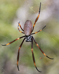 Trichonephila plumipes
