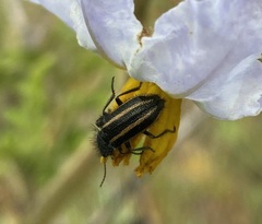 Astylus quadrilineatus